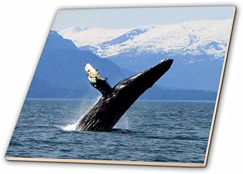 3רוז לוויתן גבן זורק ומסתובב בתעלת לין דרום מזרח אלסקה אריחי קרמיקה בגודל 6 אינץ