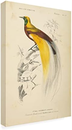 סימן מסחרי אמנות 'Oiseaux de paradis' אמנות קנבס מאת תיק אפל פראי 12x19